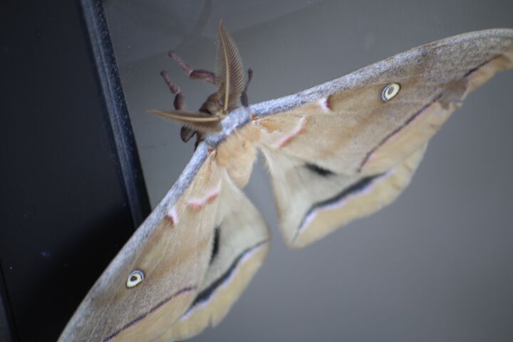 Moth on the Massie common room window
